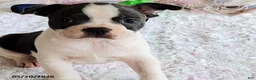 Boston Terrier dogs for sale: Ronnie - Ad 5