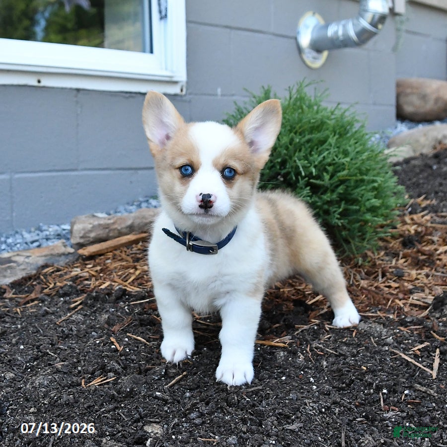 Welsh Corgi Pembroke dogs Penny - Ad 2