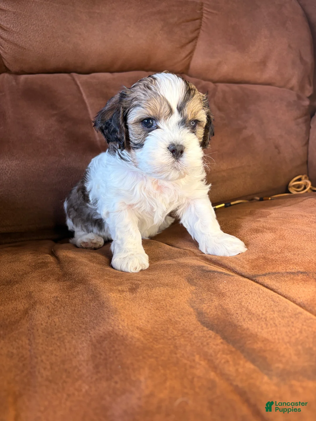 Mixed Breed dogs for sale: Finn - Ad 2