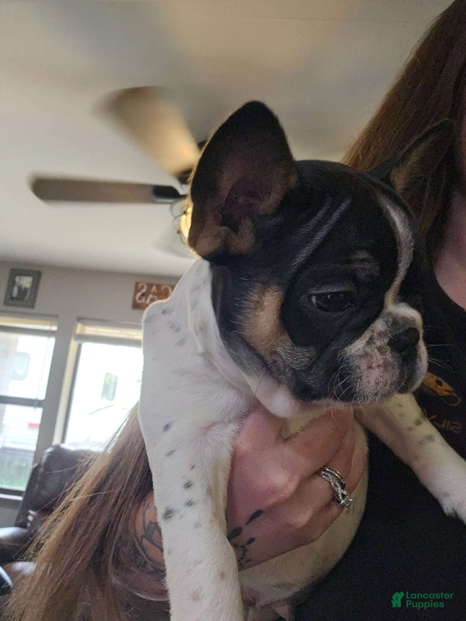 French Bulldog dogs French Bulldog Puppy 3 - Ad 23