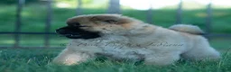 Chow Chow dogs for sale: Beast - Ad 3