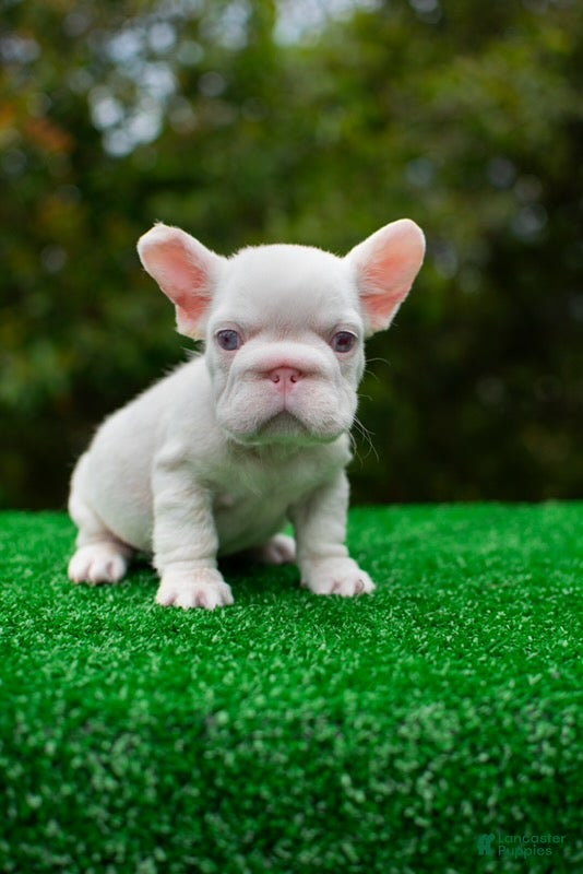 French Bulldog dogs ASAP - PRICELESS Pink Big Rope Fluffy Carrier in Cali - USA Delivery - Ad 40