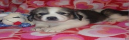 Mixed Breed dogs for sale: Tinsel - Ad 1