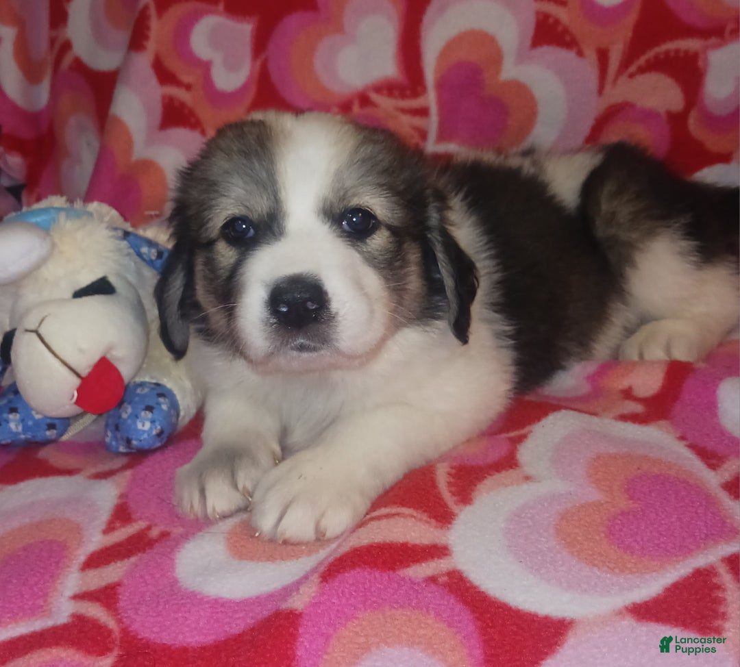 Mixed Breed dogs for sale: Tinsel - Ad 1