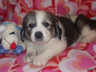 Mixed Breed dogs Tinsel - Ad 42