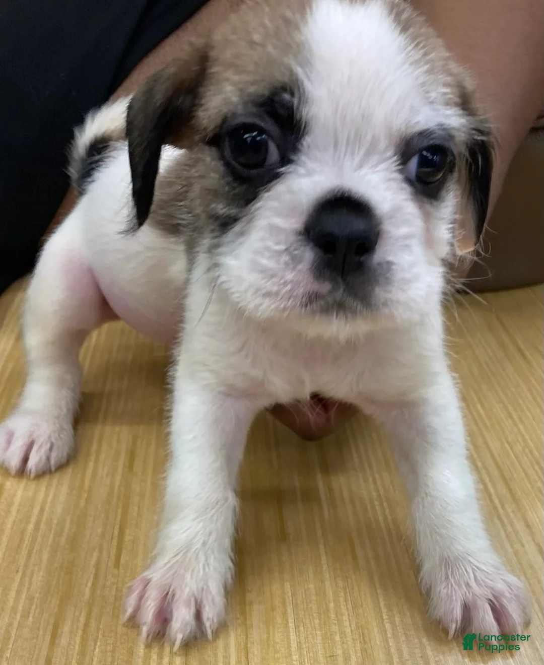 Mixed Breed dogs for sale: Scooby - Ad 1
