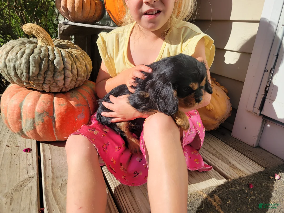 Cavalier King Charles Spaniel dogs for sale: Isaac - Ad 2