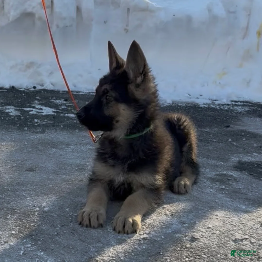 German Shepherd dogs for sale: SWAYZE - Ad 3