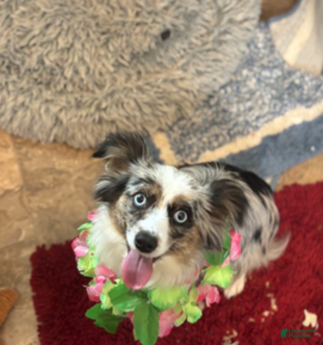 Mixed Breed dogs for sale: Aurora - Ad 7