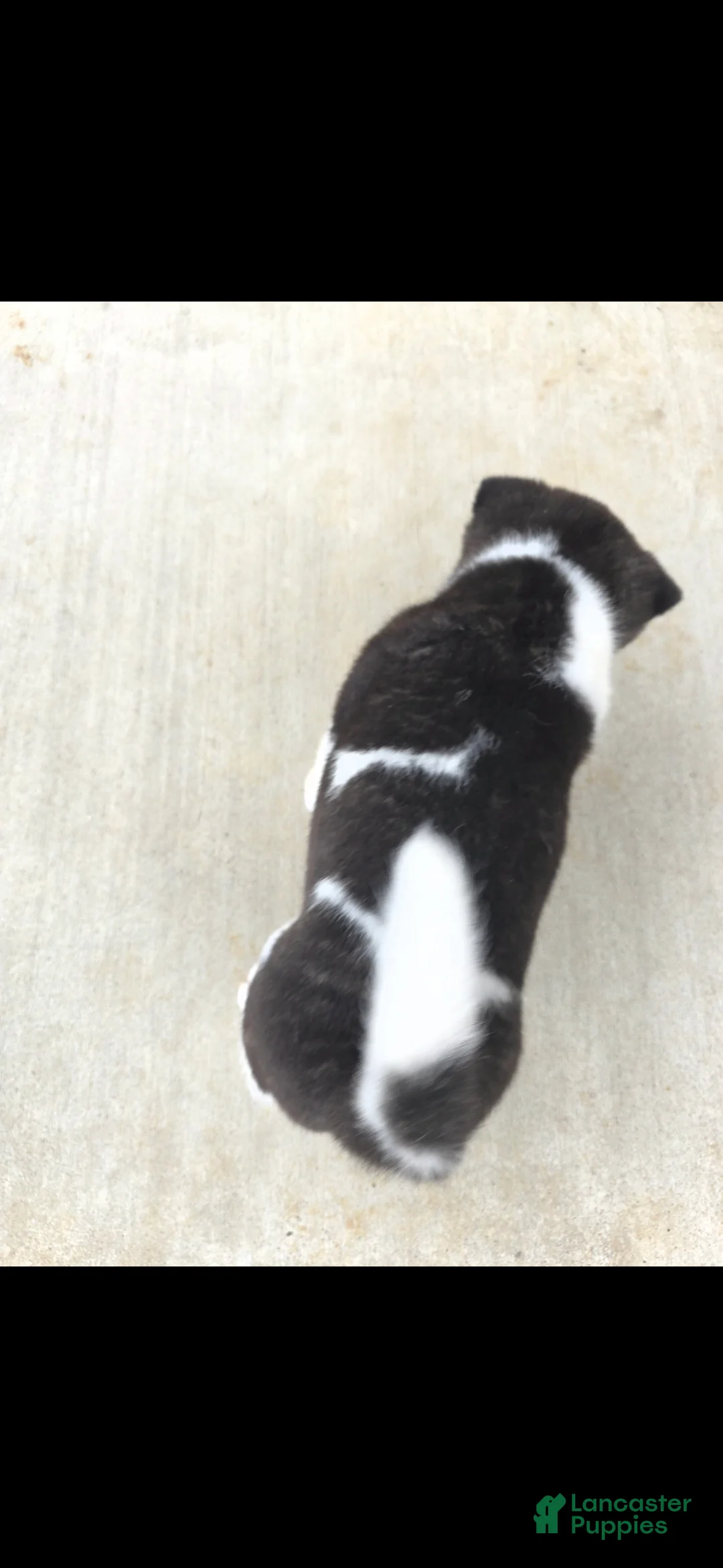 Akita dogs for sale: AKC Zooka - Ad 4