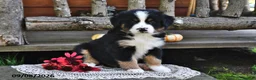 Mixed Breed dogs for sale: Rocky - Ad 4