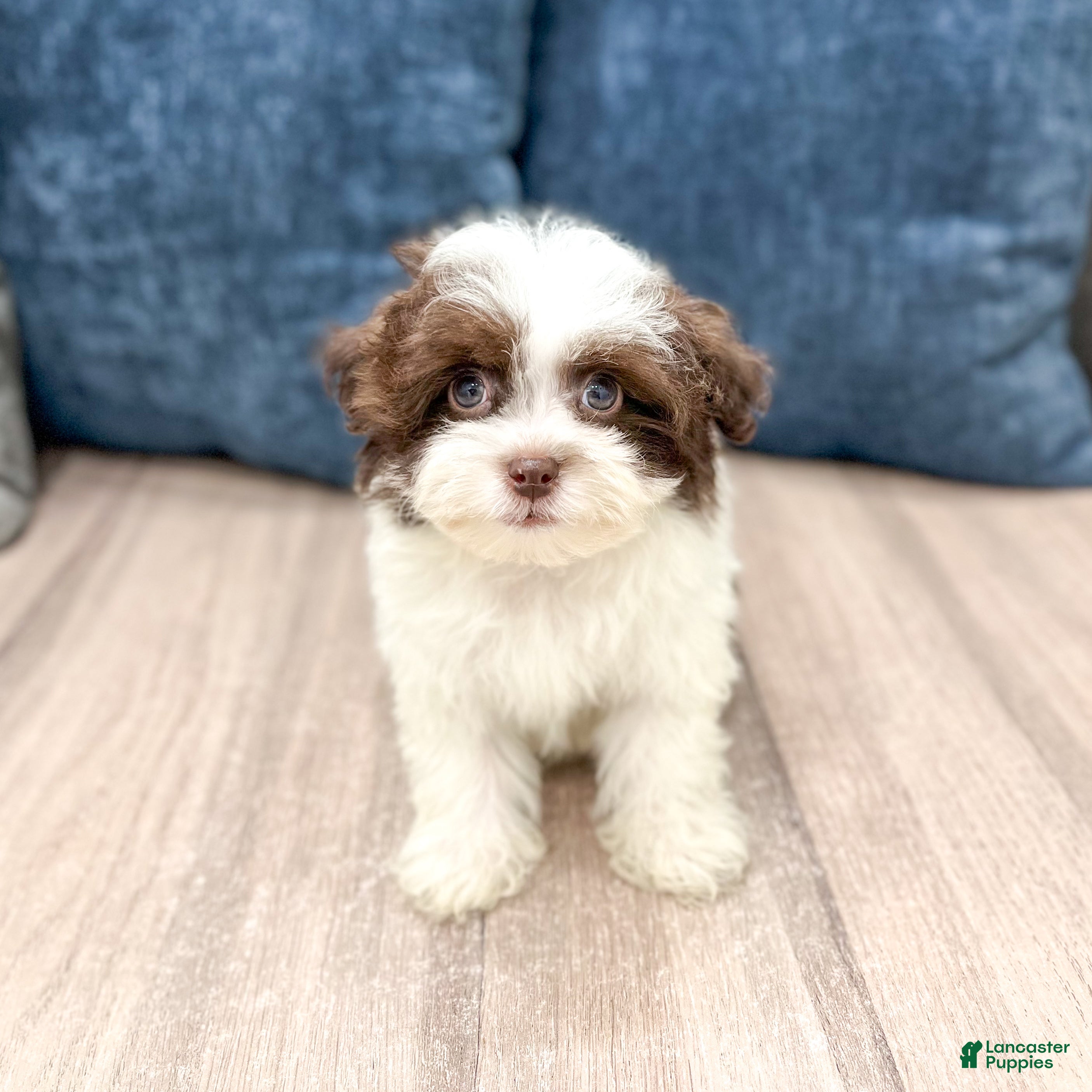 Havanese dogs Herman - Ad 1