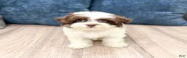 Herman