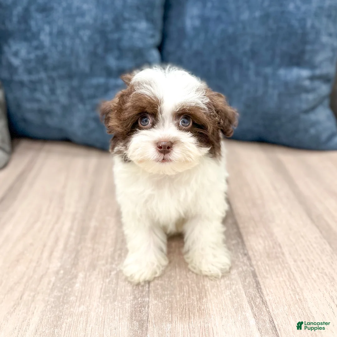Havanese dogs for sale: Herman - Ad 1