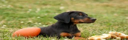 Doberman Pinscher dogs for sale: DIESEL - Ad 8