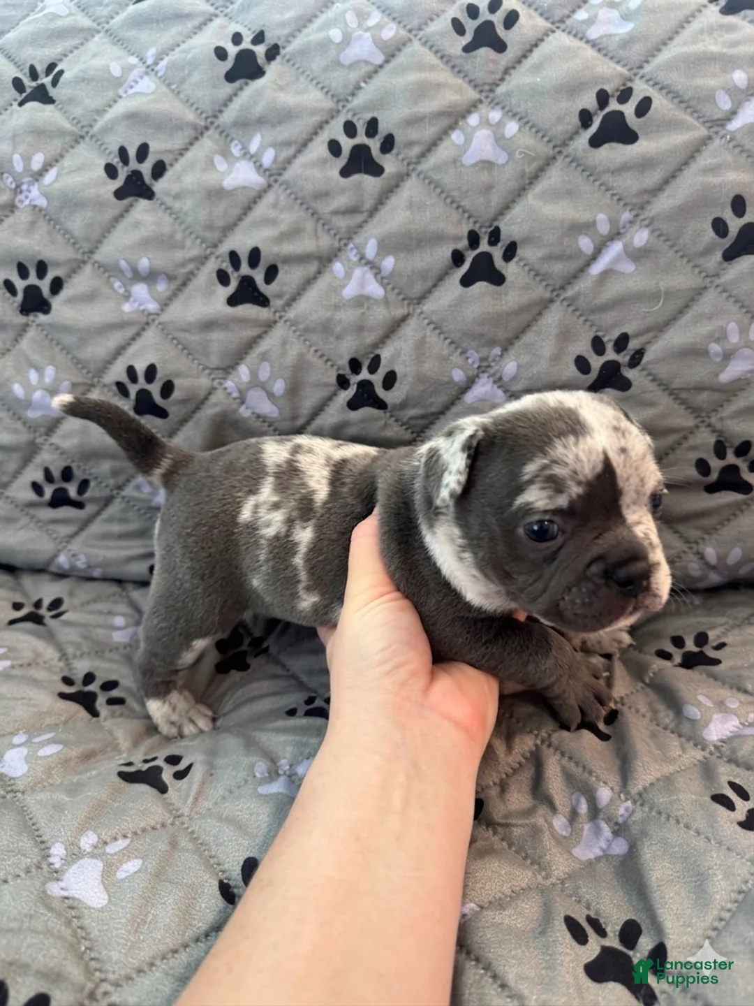 Mixed Breed dogs for sale: Black Merle Split Face, Micro Bully Female - Ad 2