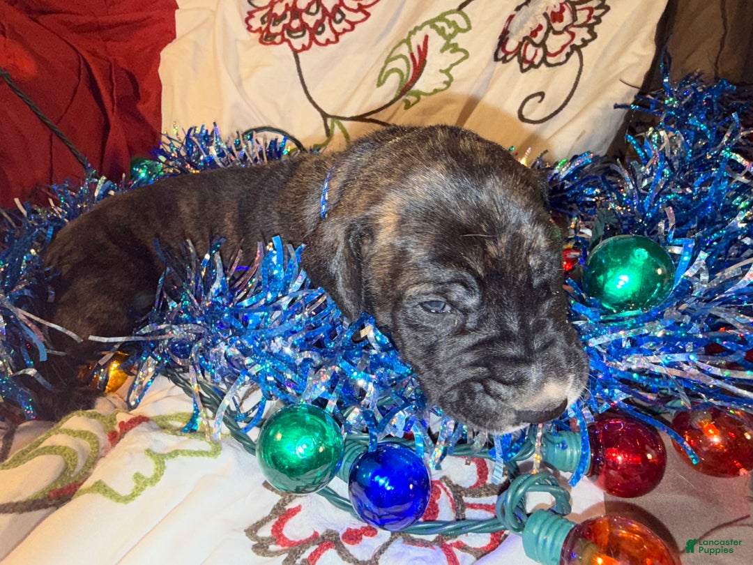 Great Dane dogs for sale: Mylar - Ad 9