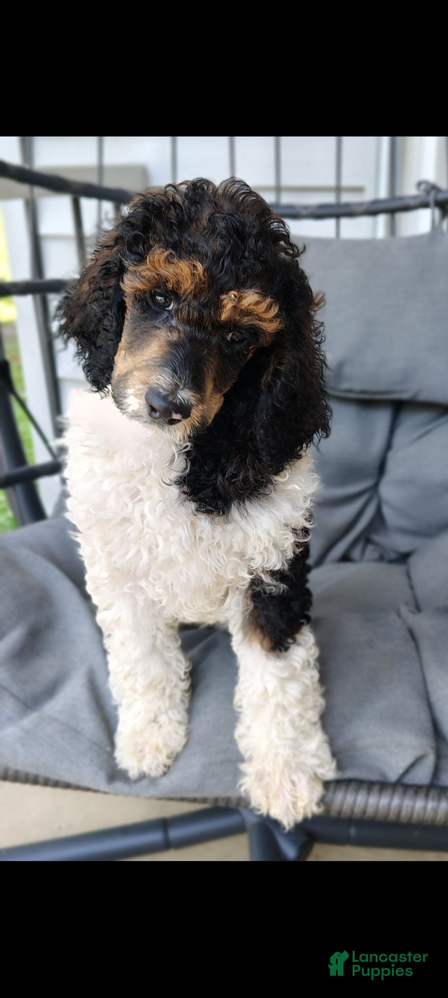 Standard Poodle dogs for sale: Charger  - Ad 4