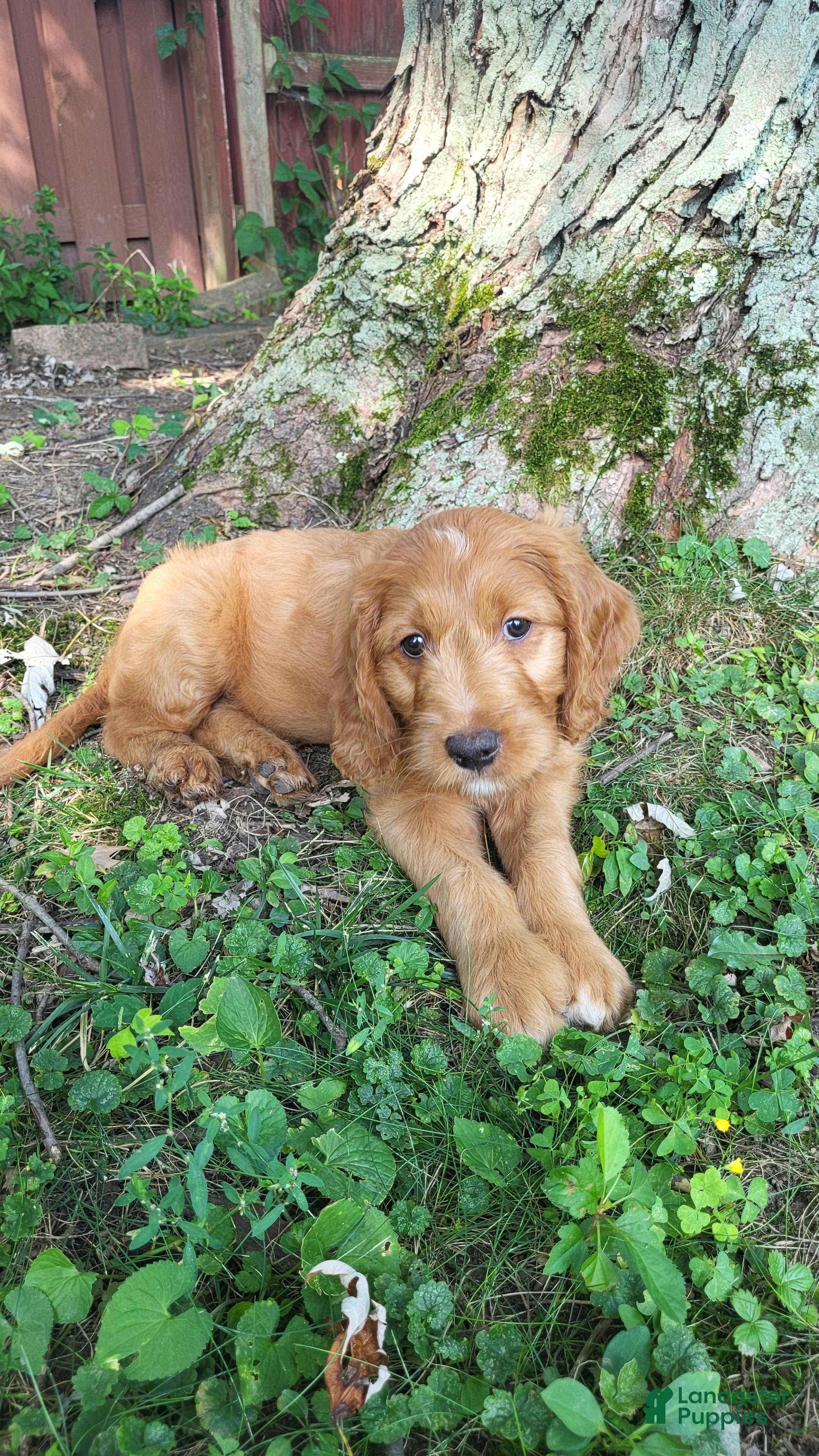 Mixed Breed dogs Posey - Irish Goldendoodle  - Ad 1