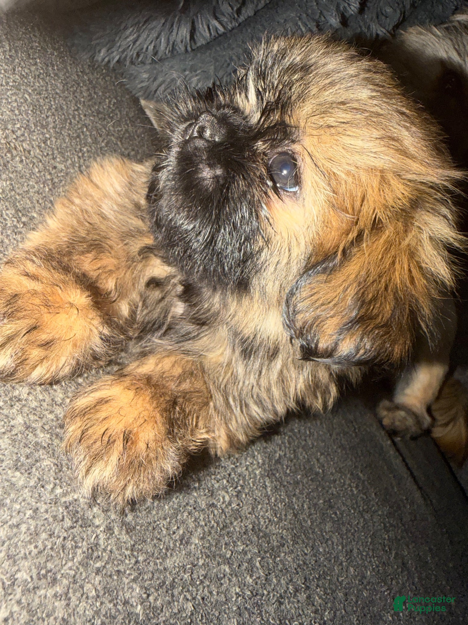 Shih Tzu dogs Shih Tzu 2 - Ad 1