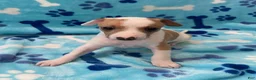 Italian Greyhound dogs for sale: Italian Greyhound Puppy 1 - Ad 4