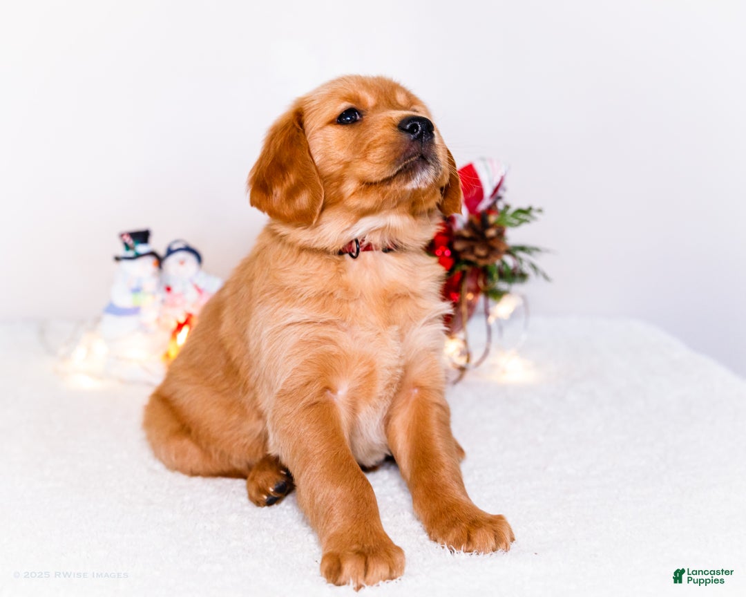 Golden Retriever dogs for sale: Dakoda - Ad 4