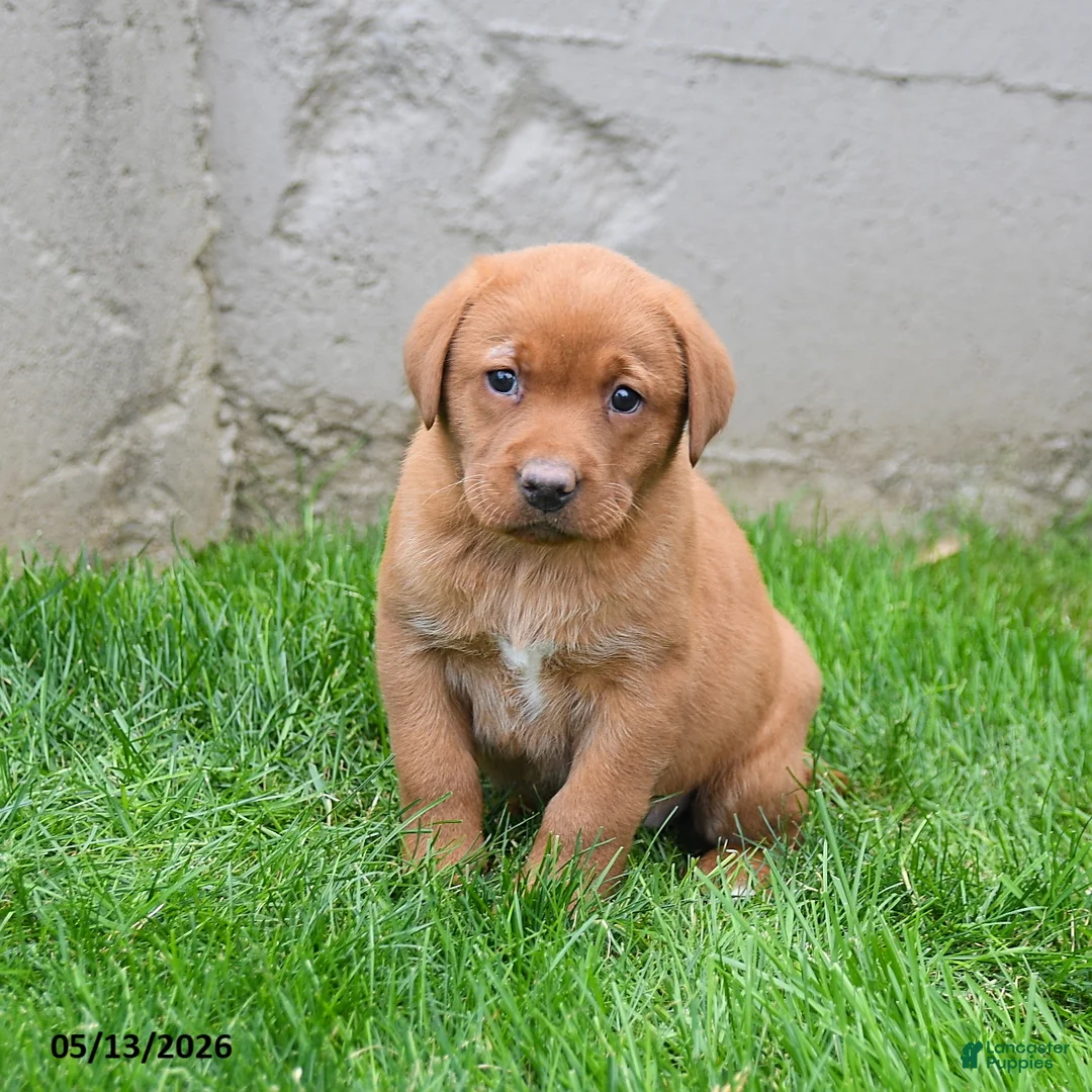 Labrador Retriever dogs for sale: Elisha - Ad 5