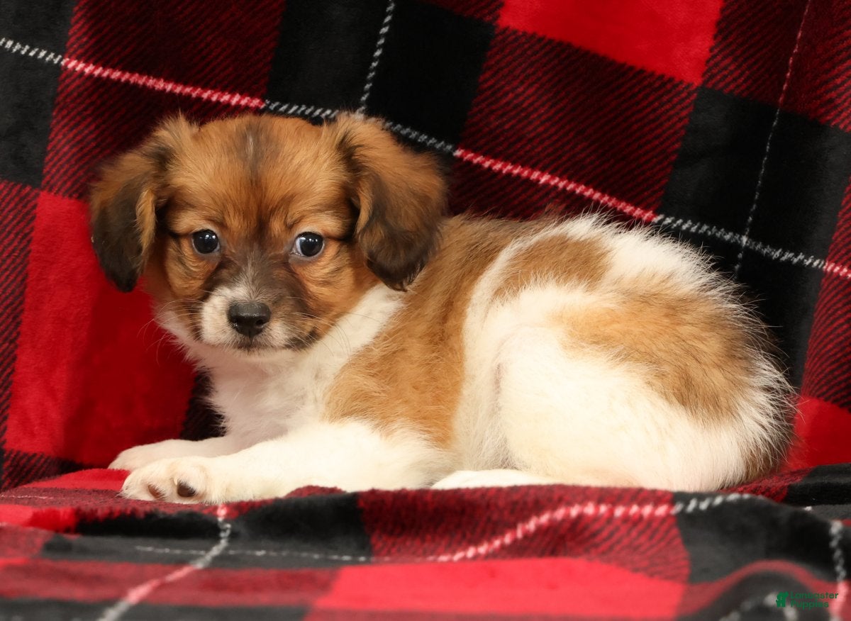 Papillon dogs Mason - Ad 2