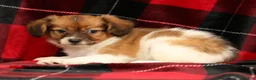 Papillon dogs for sale: Mason - Ad 2