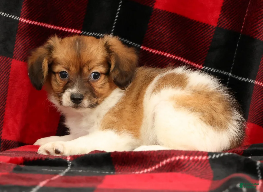 Papillon dogs for sale: Mason - Ad 2