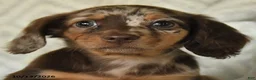 Miniature Dachshund dogs for sale: Daisy - Ad 4