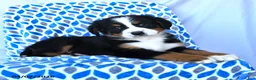 Bernese Mountain Dog dogs for sale: Jade - Ad 3