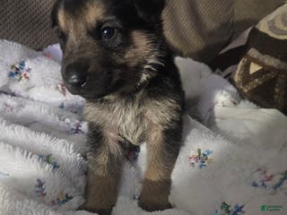 German Shepherd dogs German Shepherd Puppy 6 - Ad 28