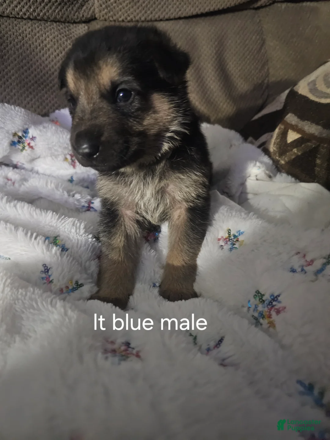 German Shepherd dogs for sale: German Shepherd Puppy 6 - Ad 1
