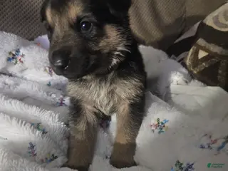 German Shepherd dogs German Shepherd Puppy 6 - Ad 40