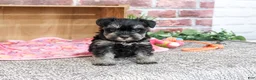 Miniature Schnauzer dogs for sale: Tina - Ad 5