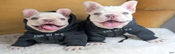 French Bulldog dogs for sale: ALEX - Ad 2