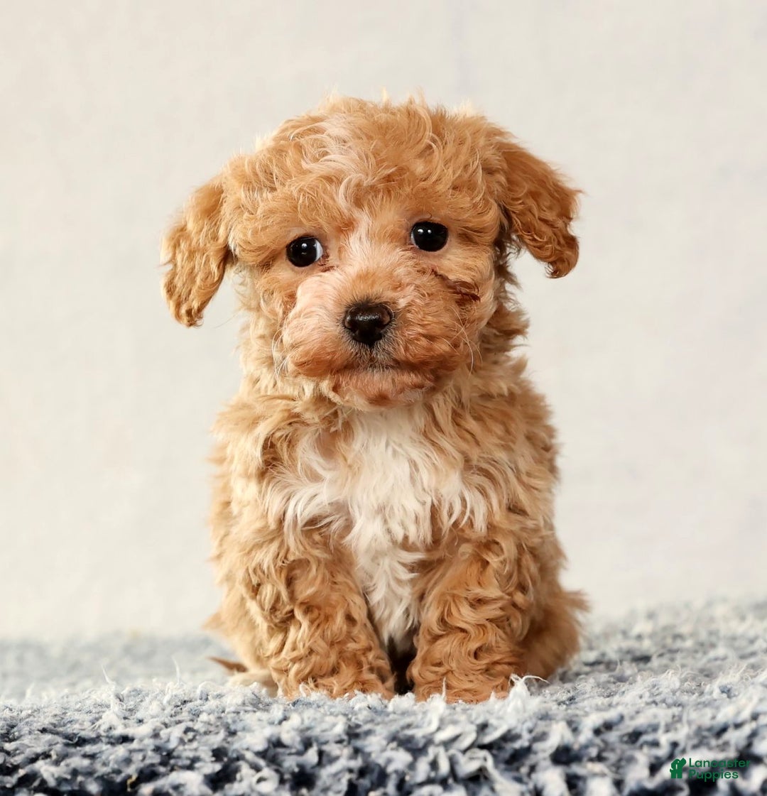 Havapoo dogs for sale: Talia - Ad 1