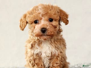 Havapoo dogs Talia - Ad 11