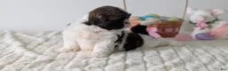 Shih Tzu dogs for sale: Ezi  - Ad 5
