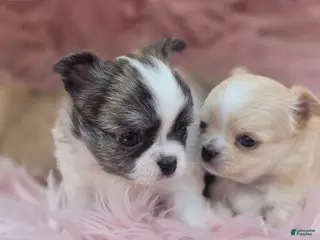 Chihuahua dogs Tyson - Ad 24