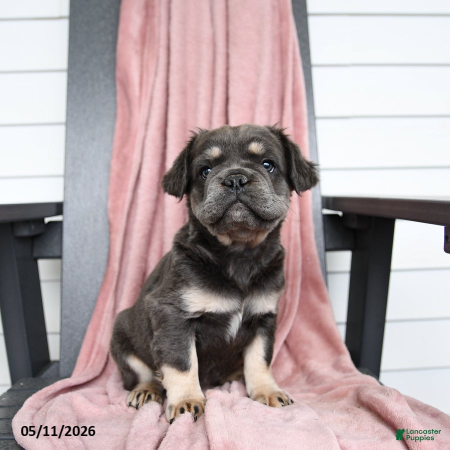 French Bulldog dogs Hetty - Ad 2