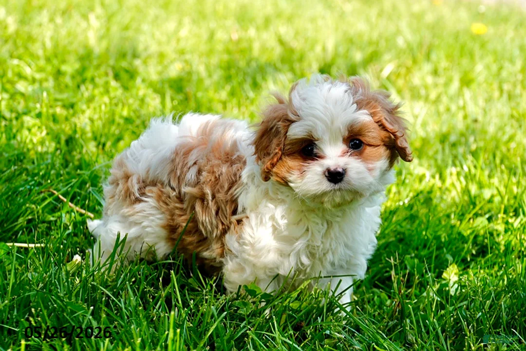 Cavapoo dogs for sale: Andy - Ad 2