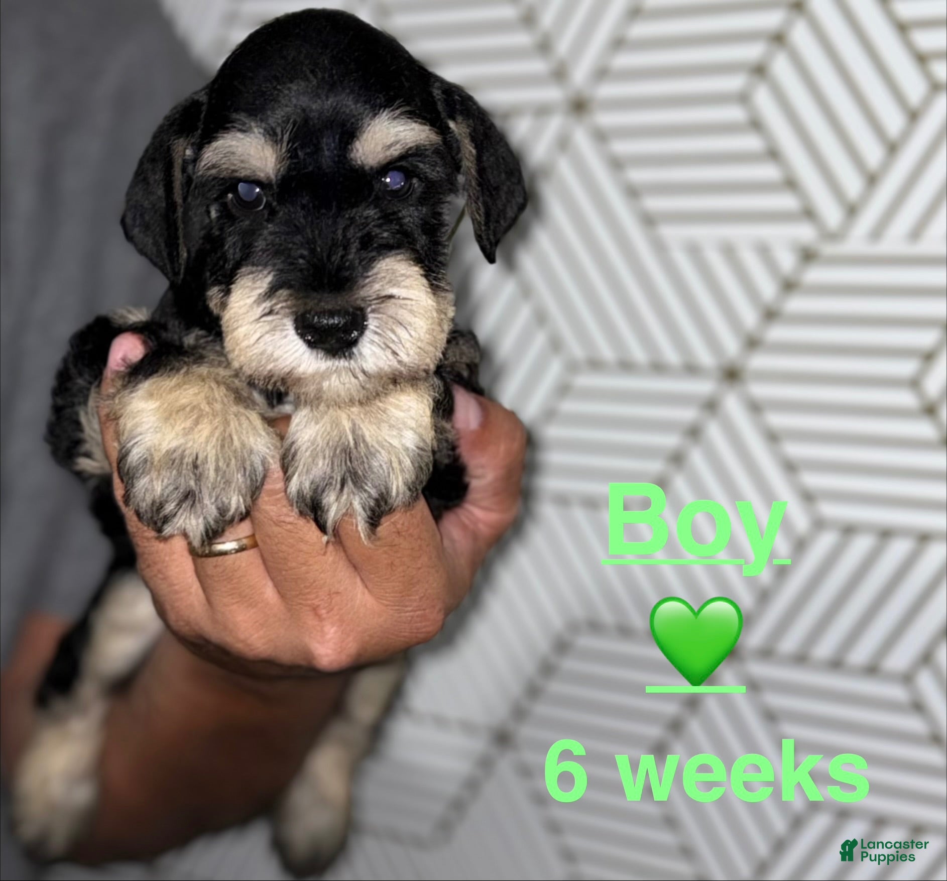 Miniature Schnauzer dogs Miniature Schnauzer 4 - Ad 1