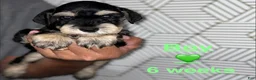 Miniature Schnauzer dogs for sale: Miniature Schnauzer 4 - Ad 2