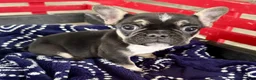 French Bulldog dogs for sale: Fenn - Ad 3