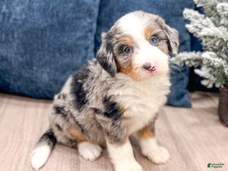 Mini Bernedoodle dogs Henry - Ad 34