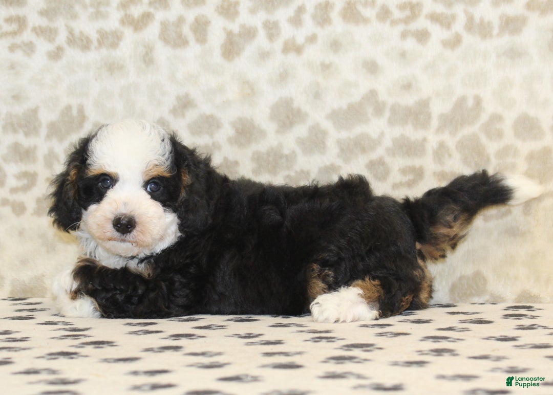 Mini Bernedoodle dogs for sale: Nate - Ad 2