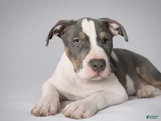 American Bully dogs for sale: Allister - Ad 2