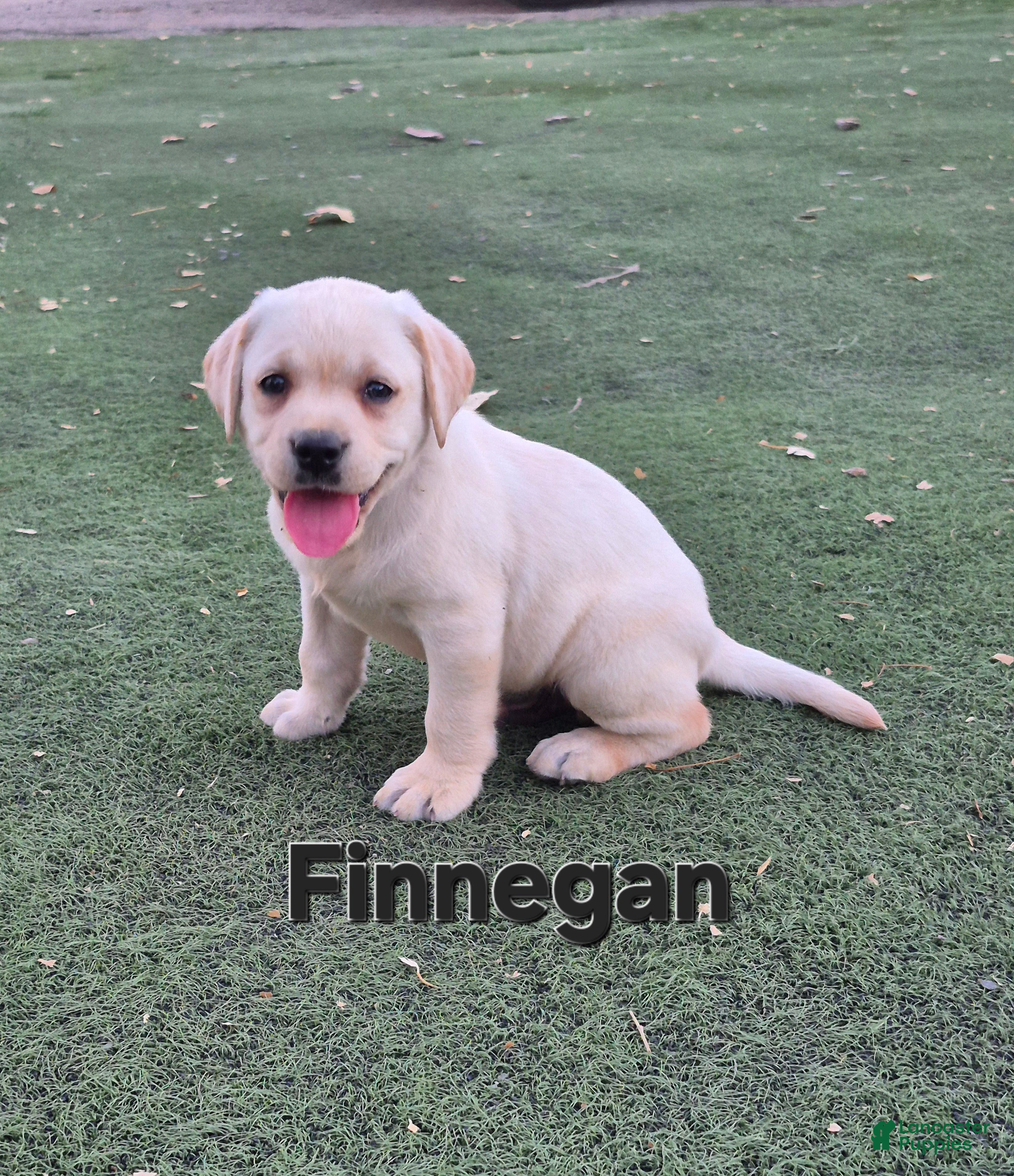 Labrador Retriever dogs for sale: Finnegan - Ad 1
